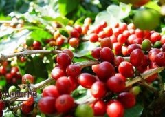 萨尔瓦多喜马拉雅庄园咖啡风味如何？红酒酸质与红糖甜感解析