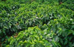 萨尔瓦多咖啡SHG等级怎么分？Pacamara精品豆凭什么这么贵？