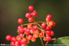 九十+阿奇拉Hachira咖啡什么风味？花香果汁感与耶加雪菲有何不同？