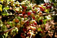 九十+瑰夏Lycello是什么风味？荔枝香瑰夏咖啡豆产地与杯测故事