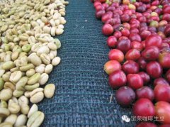 九十+朱丽叶H2瑰夏是什么风味？为什么巴拿马瑰夏价格这么贵？