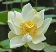 九十+巴拿马瑰夏荷花锁情是什么风味？Solkiln密处理法与瑰夏品种解析