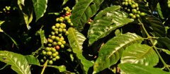 巴拿马波魁特产区Villa Donica庄园咖啡豆：遮阴种植与阳光种植有什么区别？