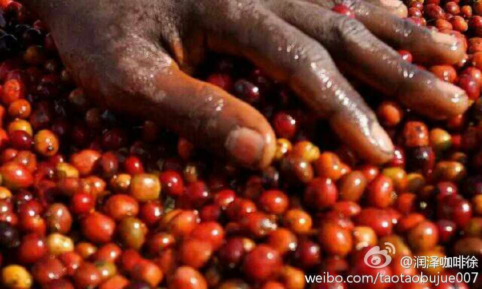 肯尼亚咖啡为什么喝起来像水果茶？风味特点与等级划分一次讲清