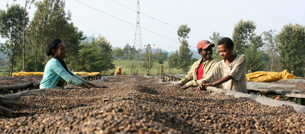 班其玛吉咖啡豆风味如何？与巴拿马瑰夏有什么不同？