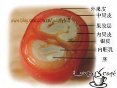 关于咖啡的基本知识常识咖啡种类