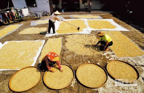巴拿马哈特曼红酒处理咖啡豆好喝吗？莱丽达10号地块白蜜处理风味与研磨刻度解析