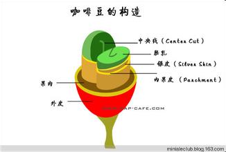 尼加拉瓜咖啡豆风味如何？马塔加尔帕产区特点与研磨刻度怎么选