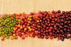 哥斯达黎加咖啡豆手冲风味怎么样？蜜处理与种植环境全解析