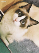 Lazy Cat猫主题餐厅