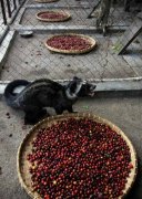 猫屎咖啡为什么这么贵？背后的残忍真相与替代咖啡豆推荐