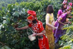 美洲特产危地马拉穹顶庄园咖啡豆风味口感香气描述特征简介