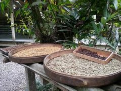 洪都拉斯水洗中深烘熟豆圣胡安喜多波旁种起源发展历史文化简介