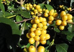 陈年曼特宁是什么味道？和季风咖啡、老咖啡有什么区别