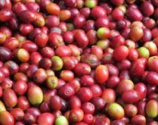 哥伦比亚娜玲珑精品咖啡豆风味口感香气特征描述简介