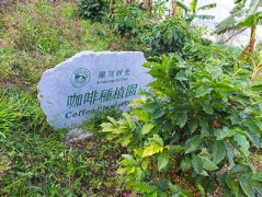 乞力马扎罗咖啡豆是什么风味？和肯尼亚AA有什么区别？