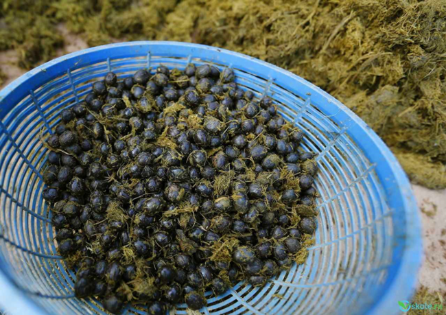 这些人每天在象屎里"淘宝" 淘出的东西有钱才能享受
