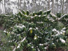 云林古坑山区下雪了？原来是咖啡花绽放