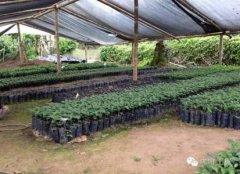 安提瓜咖啡豆风味有何特色？危地马拉火山产区口感香气全解析