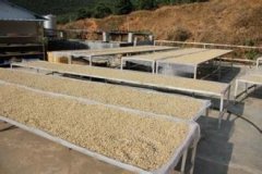 萨尔瓦多咖啡豆为什么酸？帕卡马拉与波旁品种、海拔分级一次讲清