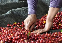 尼加拉瓜咖啡豆什么味道？产地品种、价格与风味特点一次说清
