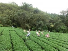 西达摩夏奇索咖啡豆什么风味？蓝莓茶花香与水果酒香从何而来
