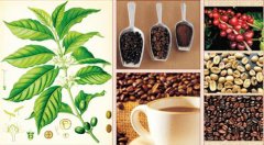 洪都拉斯圣胡安喜多1号地水洗波旁，为什么被称为极均衡的精品咖啡？