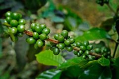 肯尼亚锦初谷咖啡为什么像水果茶？中浅烘焙研磨度与风味解析