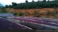 巴拿马伊列塔庄园咖啡豆怎么样？瑰夏发源地与翡翠庄园风味对比