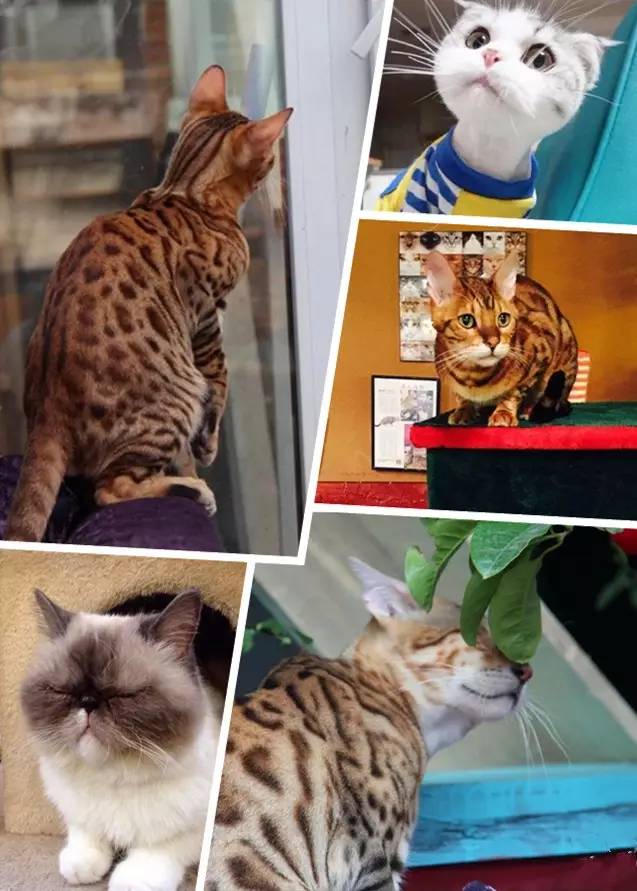 北京猫主题咖啡店|猫咪美食都有
