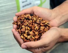 哥斯达黎加塔拉珠黄蜜处理瑰夏Geisha艺伎奥蒂斯岗岩处理厂100克