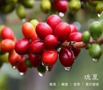 巴拿马翡翠庄园瑰夏蓝标水洗是什么等级？跟红标绿标区别一次讲清
