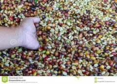 危地马拉拉蒂莎庄园水洗精品咖啡豆的手冲参数建议