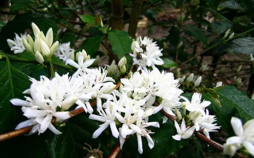 咖啡入门学基础知识点:咖啡花·coffee blossoms