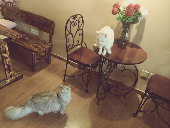 为何喜欢有猫的咖啡馆,在咖啡馆这件事上超过汪星人?