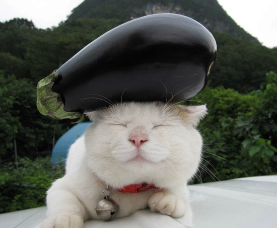 为何喜欢有猫的咖啡馆,在咖啡馆这件事上超过汪星人?