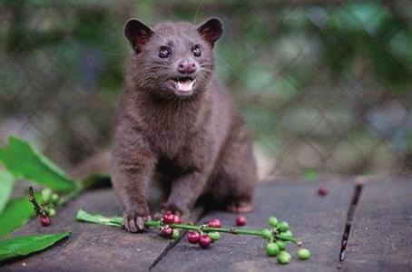 猫屎咖啡豆为什么能卖这么贵？一文讲清 Kopi Luwak 价格与来历