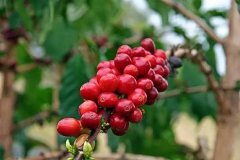 哥斯达黎加咖啡豆蜜处理有什么特点？黄蜜红蜜黑蜜区别与塔拉珠产区一次讲清