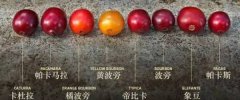 阿鲁沙咖啡庄园有哪些？黑晶庄园八月的云好喝吗？