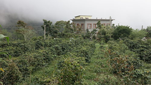 嵩岳咖啡庄园位于海拔1,200公尺的高山,在古坑乡与阿里山交界的嘉南云峰下,来到庄园的客人总有机会看到云雾缭绕的景象。(邓玫玲/大纪元)