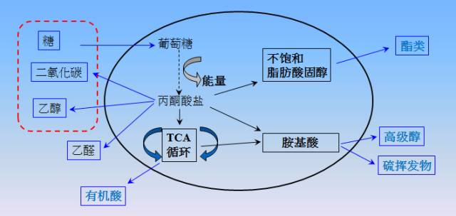 1500891018484284.jpg 6酵母代谢循环简易示意图.jpg