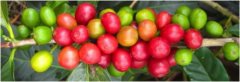 由阿拉比卡与罗布斯塔杂交来的品种【Colombia】哥伦比