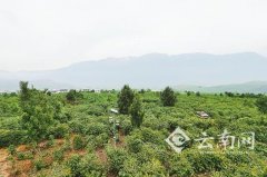 高黎贡山下的潞江坝—保山小粒咖啡的天堂
