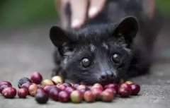 猫屎咖啡真的是顶级咖啡吗？杯测师揭示虐畜真相与劣质内幕