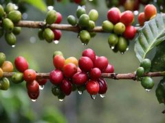咖啡风味描述总是不准？先学会吃水果，再谈杯测品鉴