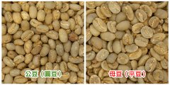 咖啡豆的性别之谜:认识何谓“公豆”