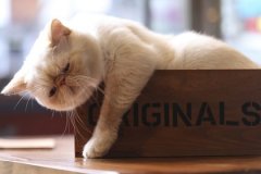 台北「扯猫尾」港式咖啡店有什么特别？加菲猫店猫关公与香港妈妈味
