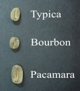 帕卡玛拉Pacamara是什么咖啡品种？为何被称为萨尔瓦多怪杰豆？