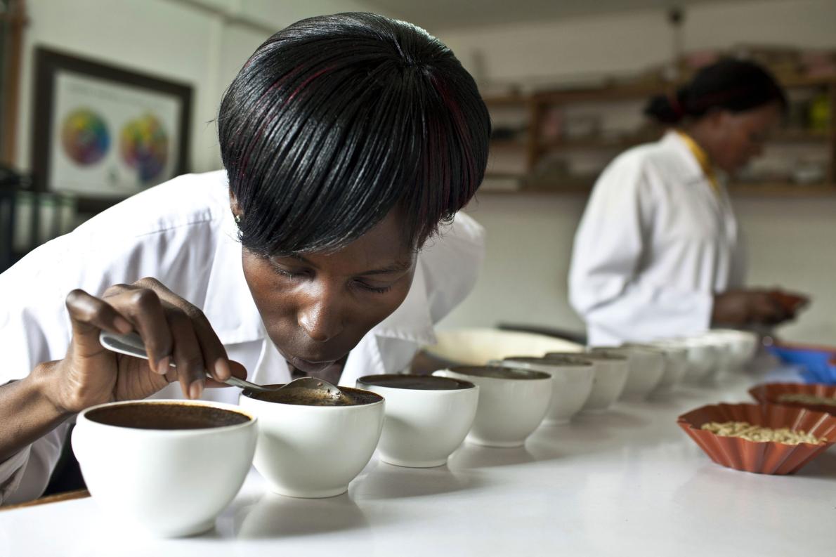 咖啡的品質是透過「杯測」程序來評估,這裡位於烏干達坎帕拉的Good African Coffee公司。PHOTOGRAPH BY JONATHAN TORGOVNIK, GETTY IMAGES