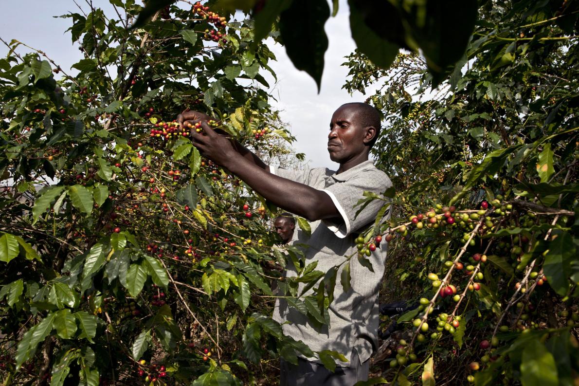 烏干達卡塞塞(Kasese)的咖啡農在採收成熟的咖啡「櫻桃」。PHOTOGRAPH BY JONATHAN TORGOVNIK, GETTY IMAGES